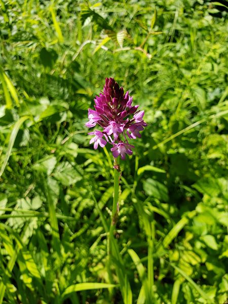 Anacamptis pyramidalis  - Catherine Mailfert