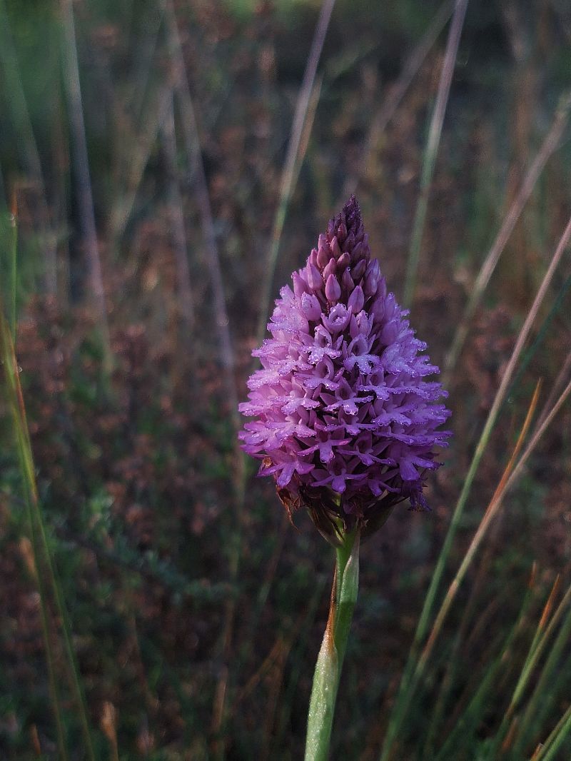 Anacamptis pyramidalis  - Oriol Clarabuch