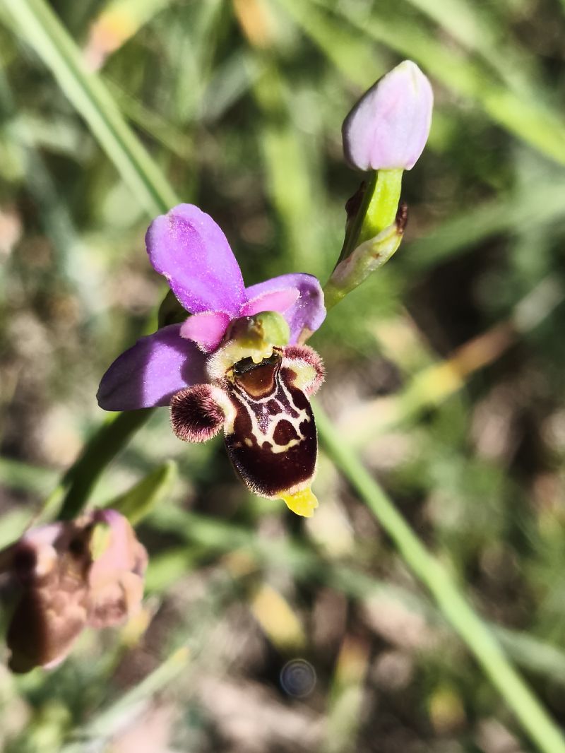 Ophrys santonica  - Richard Fay