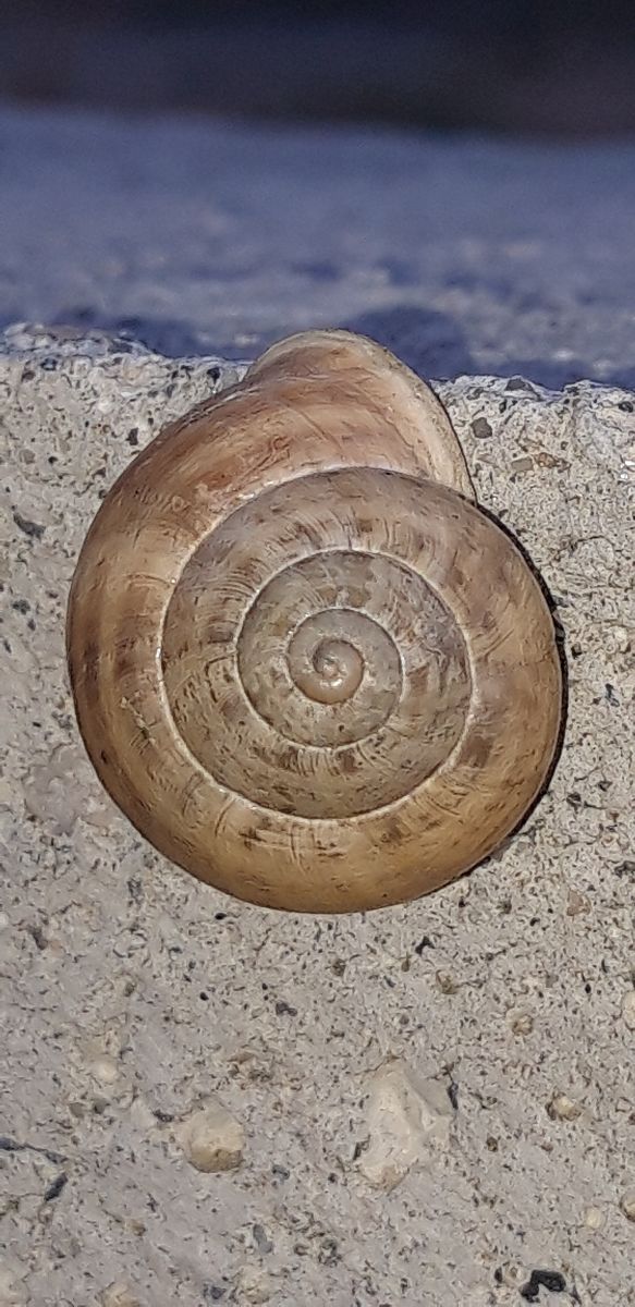 Eobania vermiculata  - Michele Cento
