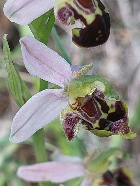 Ophrys apifera var. curviflora  - Bernard Sonnerat