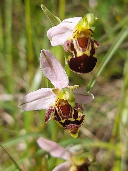 Ophrys apifera var. curviflora  - Bernard Sonnerat