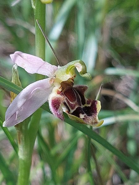 Ophrys apifera var. curviflora  - Bernard Sonnerat