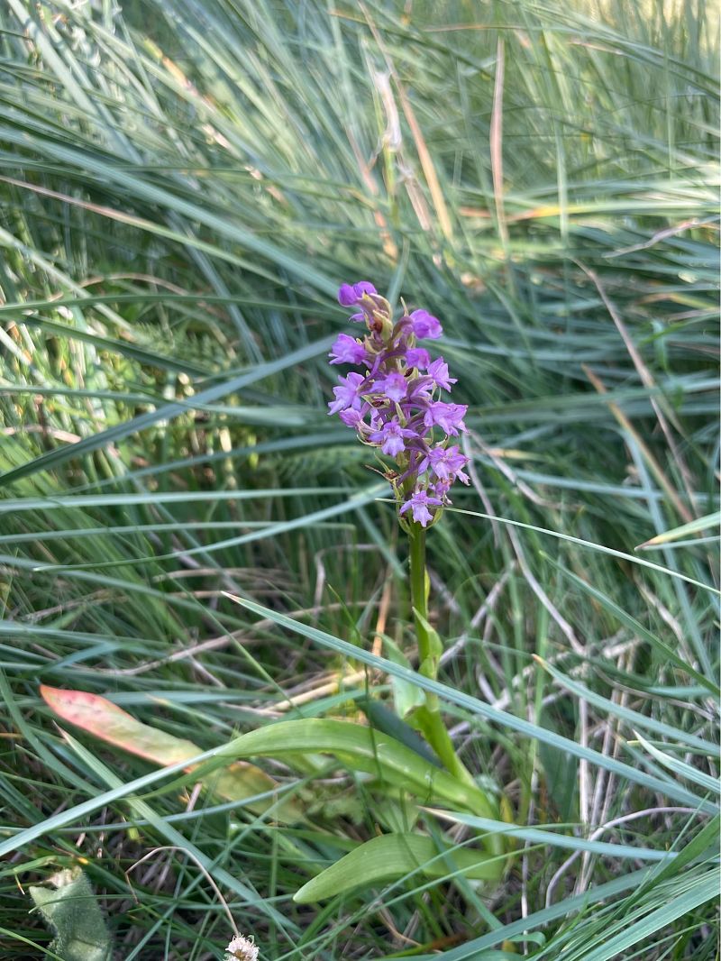 Gymnadenia conopsea  - Arthur Léonard
