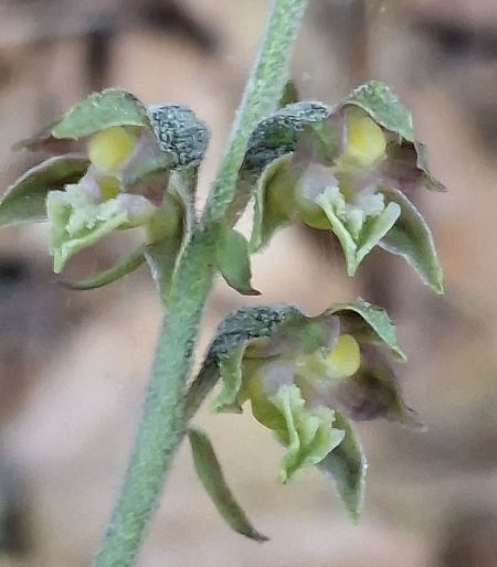 Epipactis microphylla 