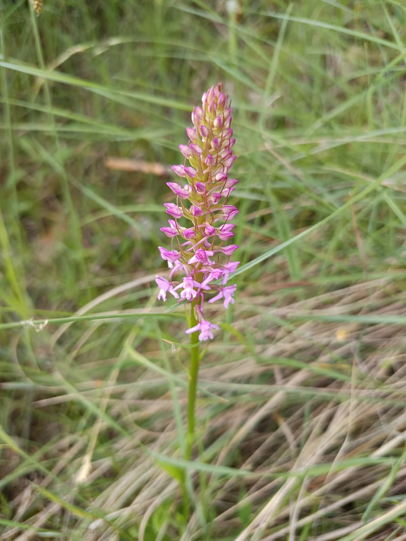 Gymnadenia conopsea  - Antoni Sunyer