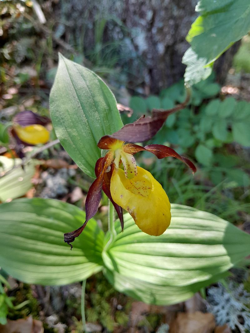 Cypripedium calceolus  - Annie Gagneux