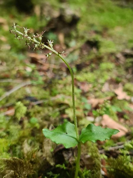 Listera cordata  - Christian Fleury