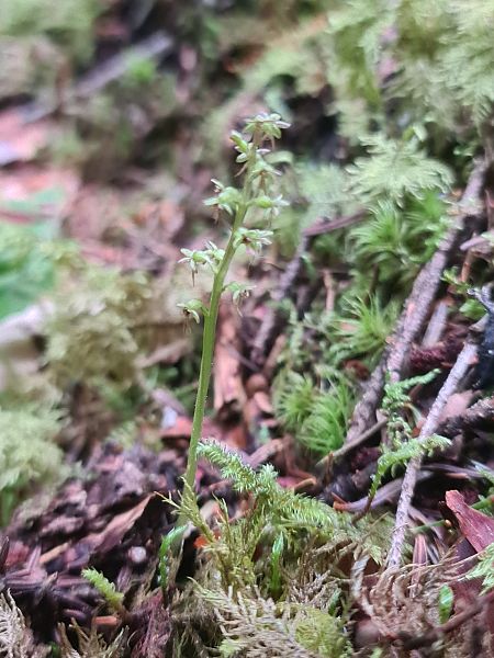 Listera cordata  - Christian Fleury