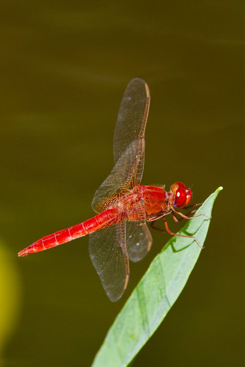 Crocothemis erythraea  - Andrea Galimberti