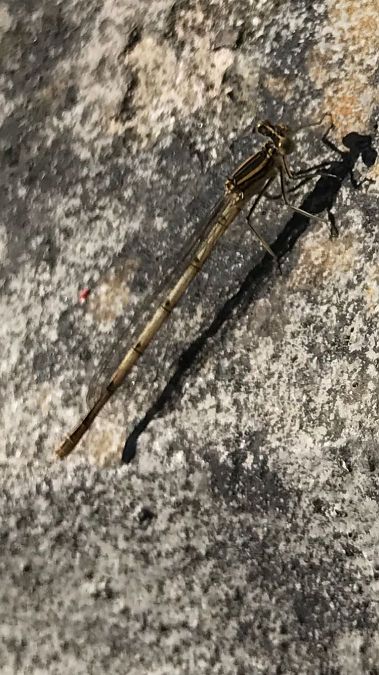 Sympecma fusca  - Carlo Ciani