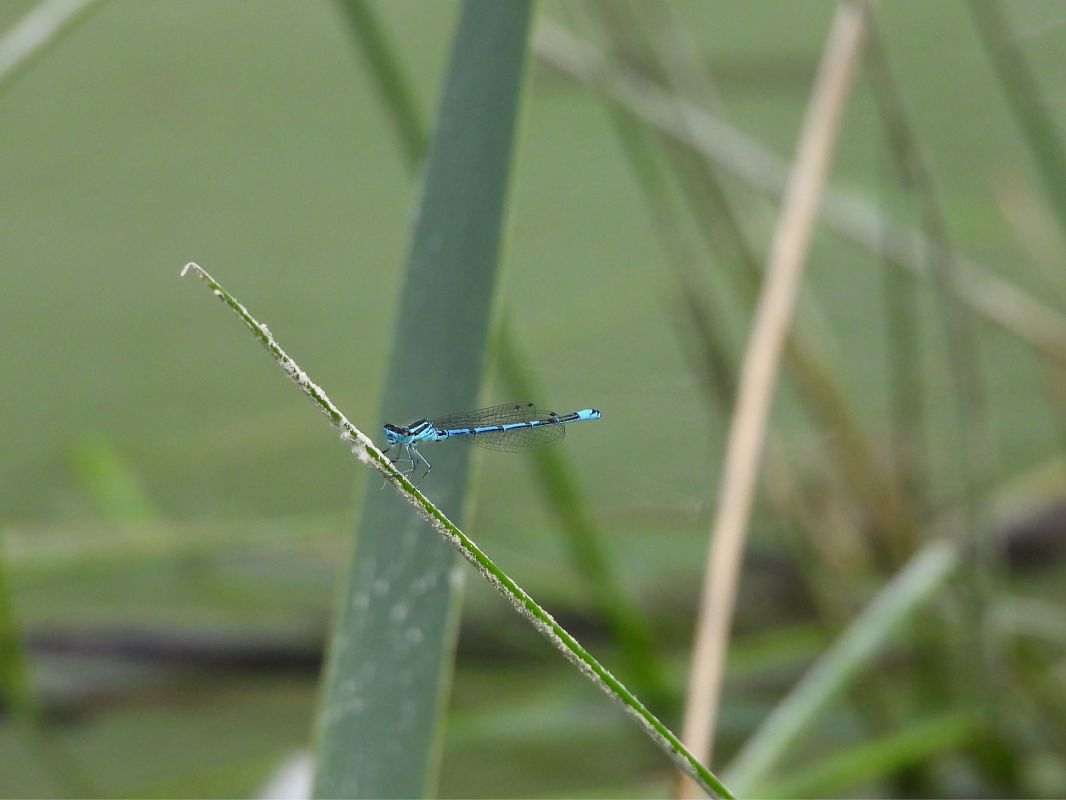 Enallagma cyathigerum  - Agustín Rivas