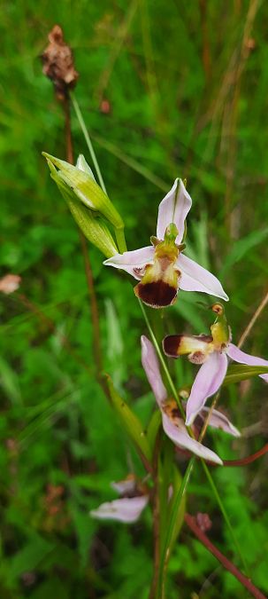 Ophrys apifera f. bicolor  - Alexandre Roux