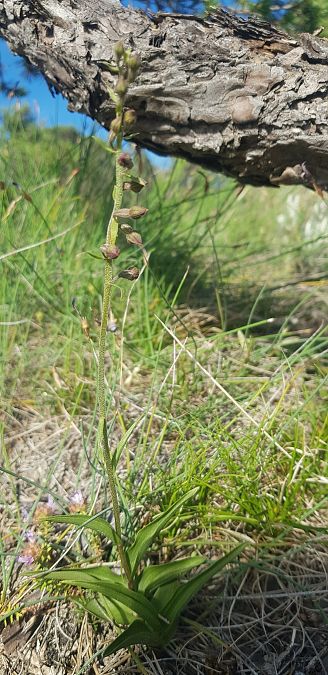 Epipactis atrorubens  - Philippe Durbin
