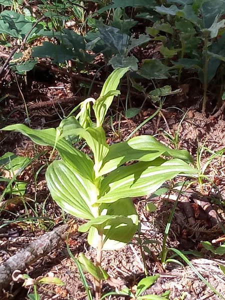 Epipactis indet. group. helleborine  - Thierry Deschatre