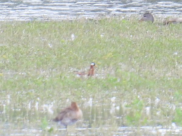 Phalarope à bec large  - Kacper Mikulski