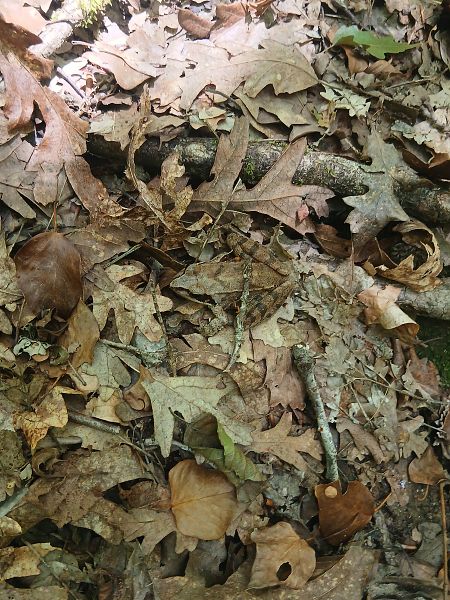 Rana dalmatina  - Michele Cassol