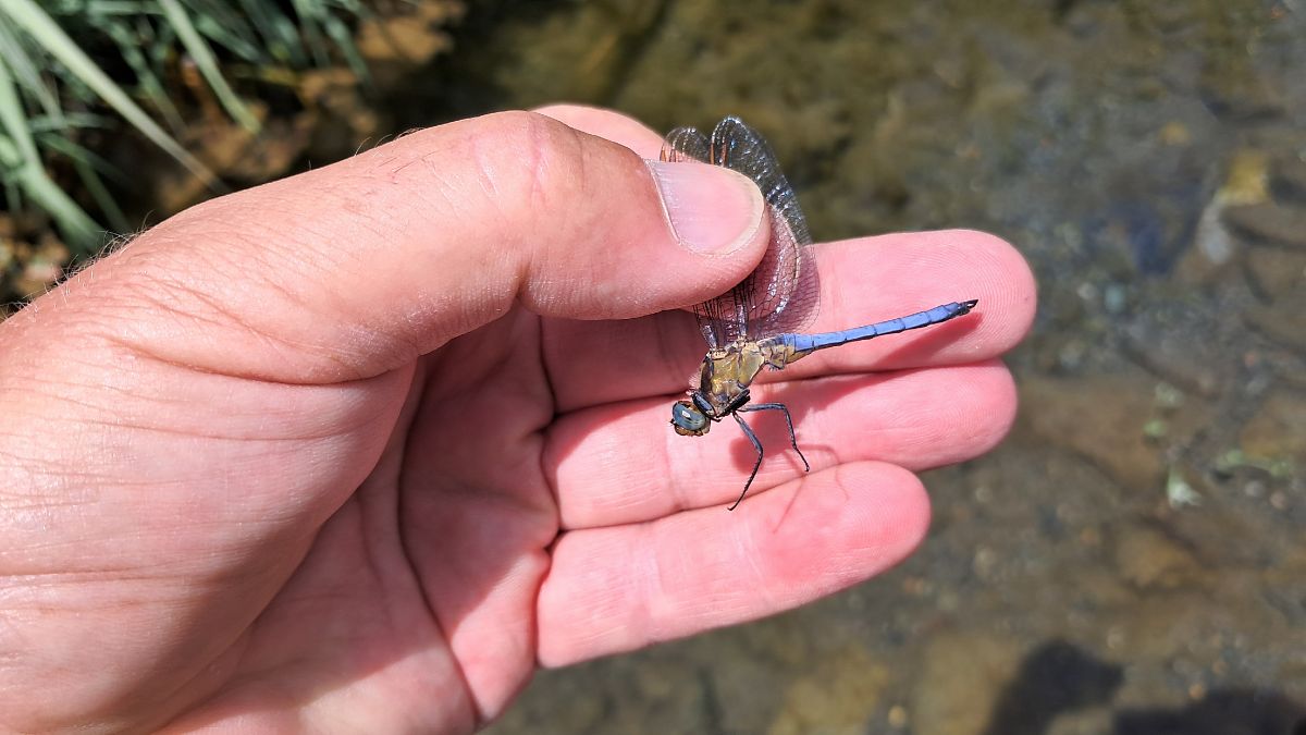 Orthetrum coerulescens  - Roberto Fabbri