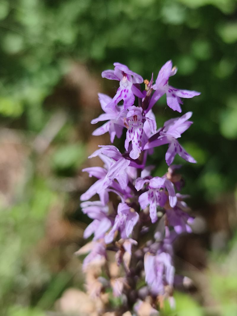 Dactylorhiza fuchsii  - Richard Fay