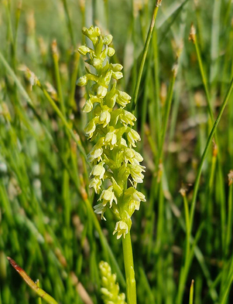 Pseudorchis albida var. tricuspis  - Laurent Bignon