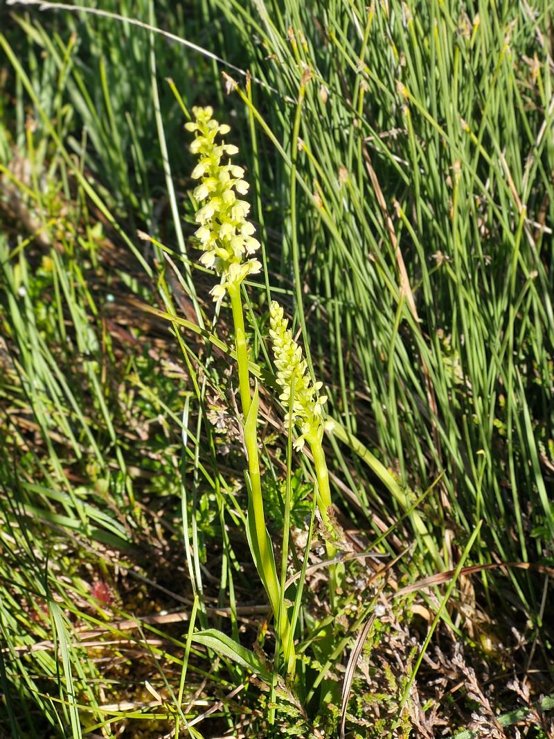 Pseudorchis albida var. tricuspis  - Laurent Bignon