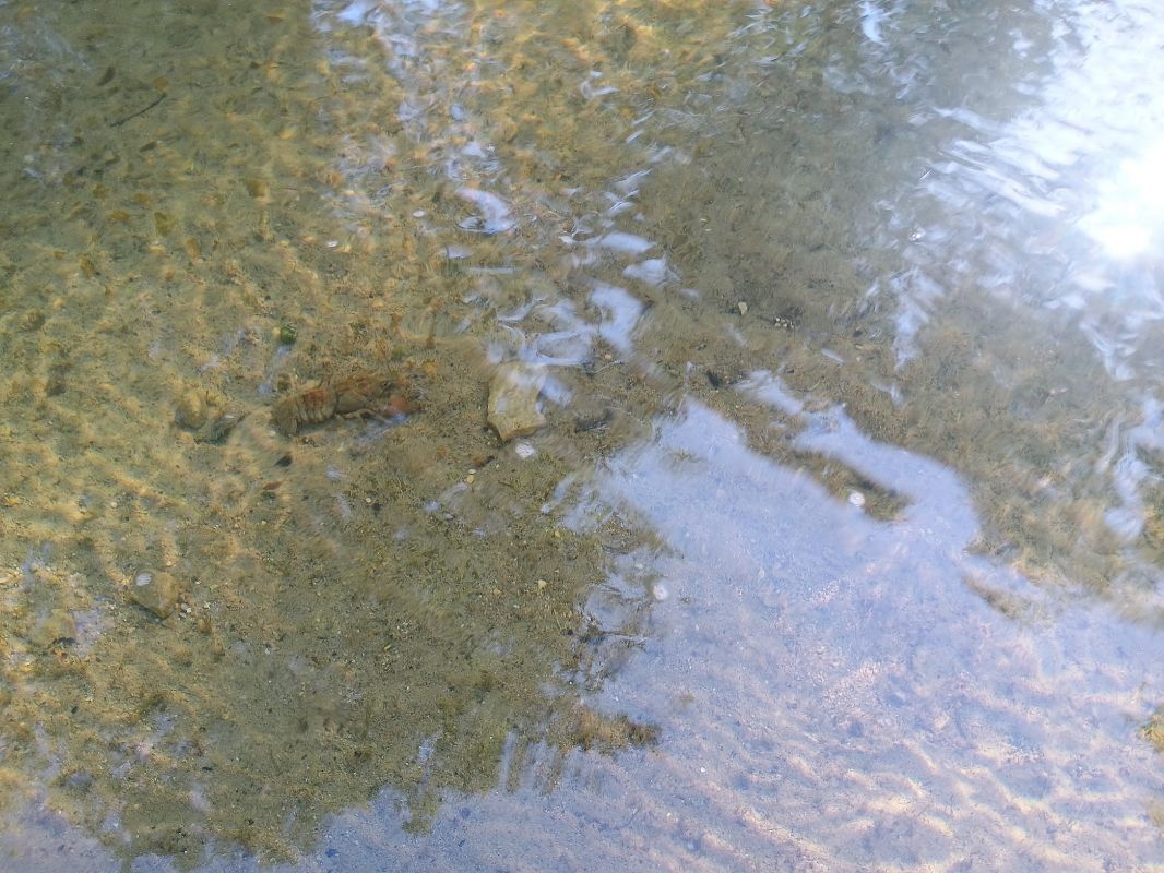 Gambero di fiume  - Alexandra Cfr Mareschi (FVG)