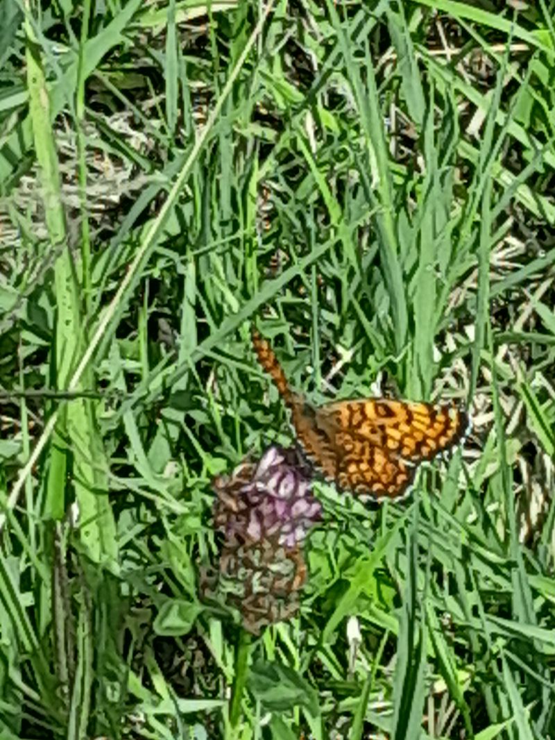 Melitaea cinxia  - Fabio Lovisetto