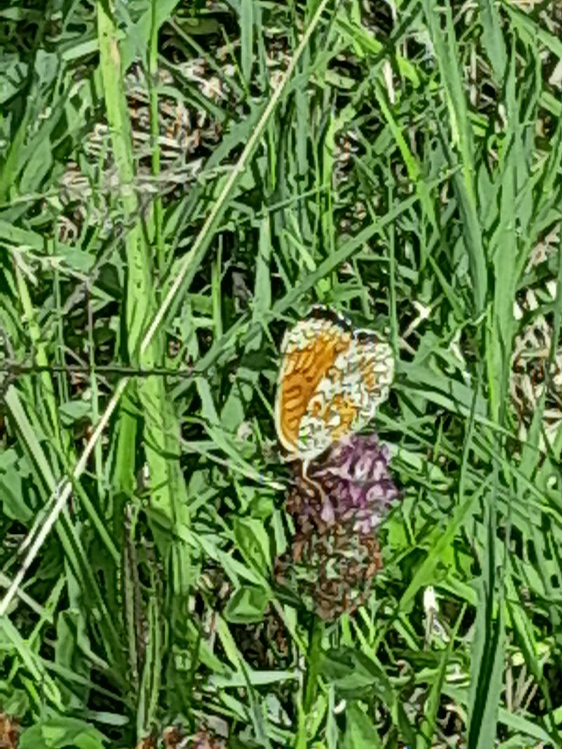 Melitaea cinxia  - Fabio Lovisetto