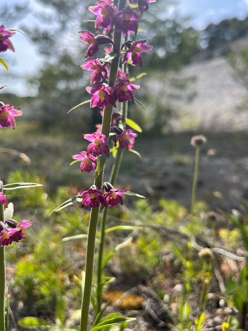 Epipactis atrorubens  - Emma Chazareix