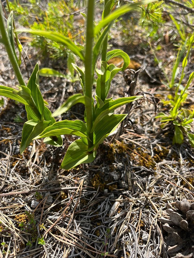 Epipactis atrorubens  - Emma Chazareix