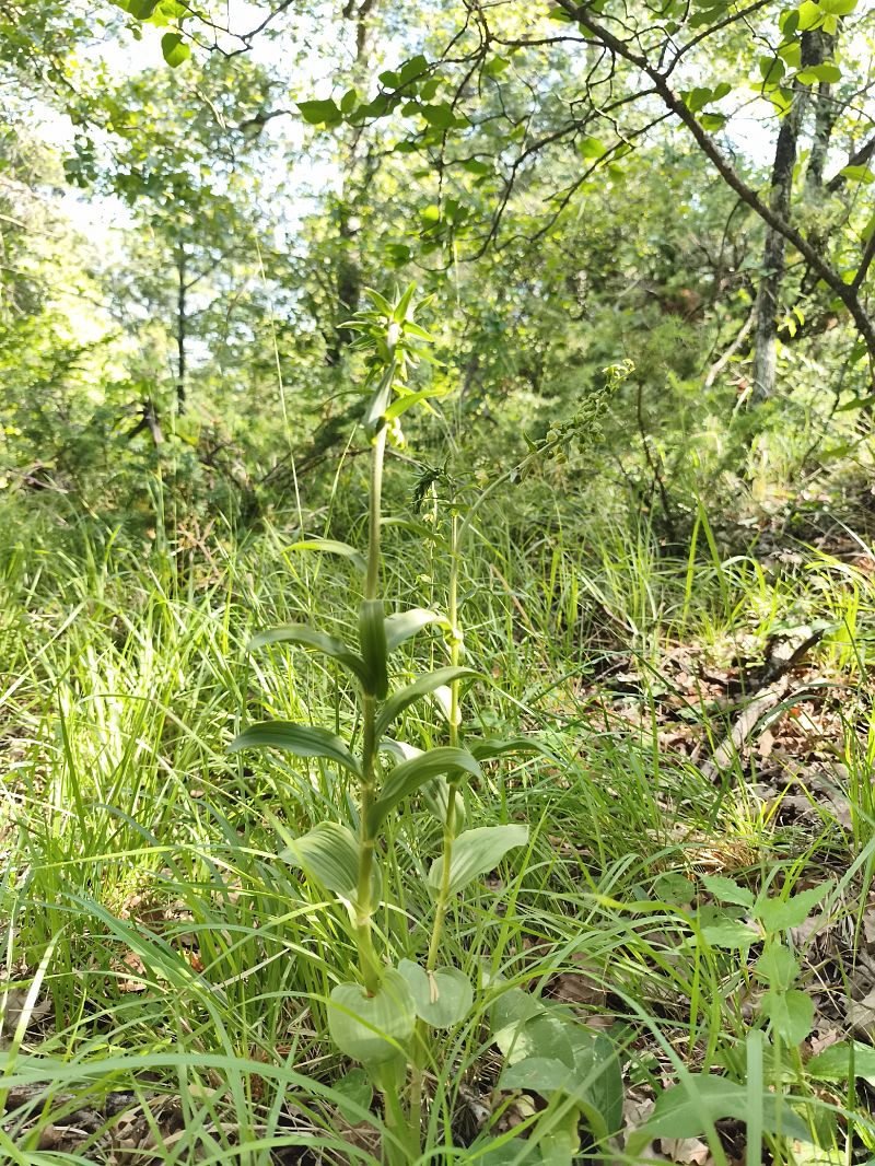Epipactis muelleri  - Richard Fay