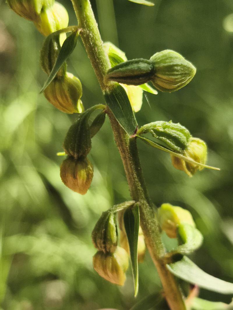 Epipactis muelleri  - Richard Fay