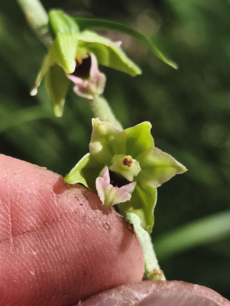 Epipactis muelleri  - Richard Fay