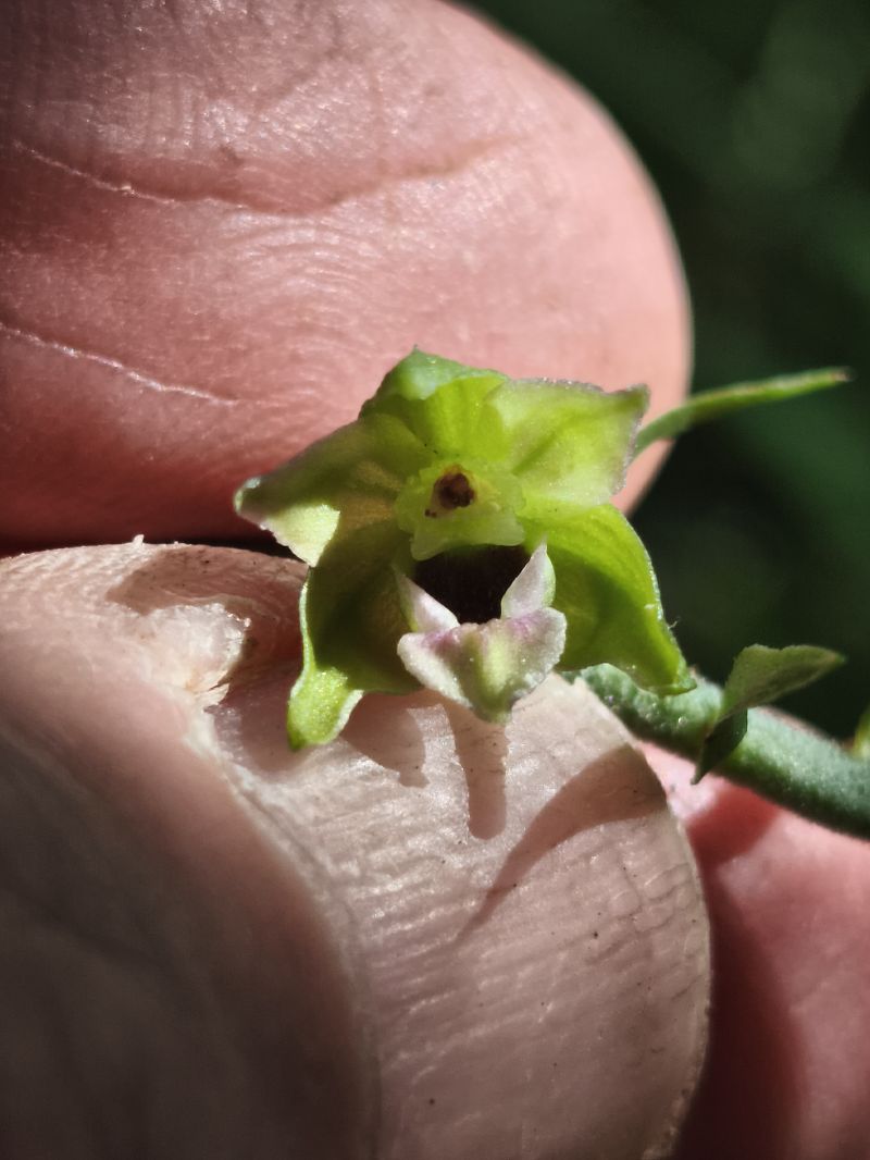 Epipactis muelleri  - Richard Fay