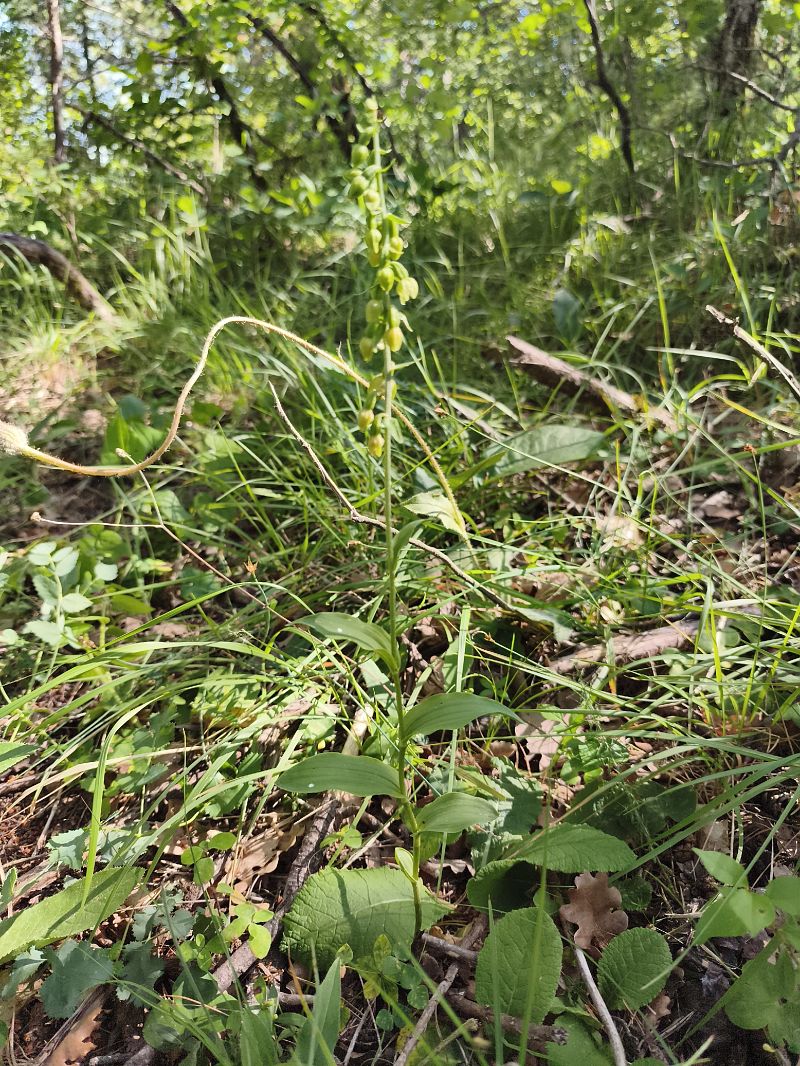 Epipactis muelleri  - Richard Fay