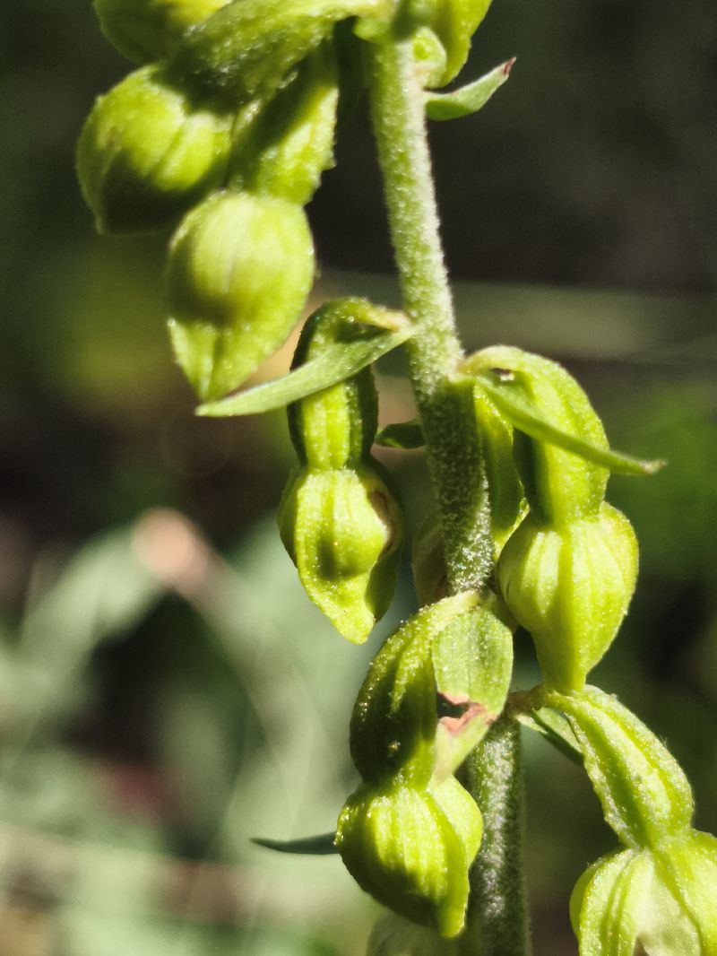 Epipactis muelleri  - Richard Fay