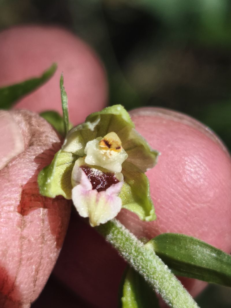 Epipactis muelleri  - Richard Fay