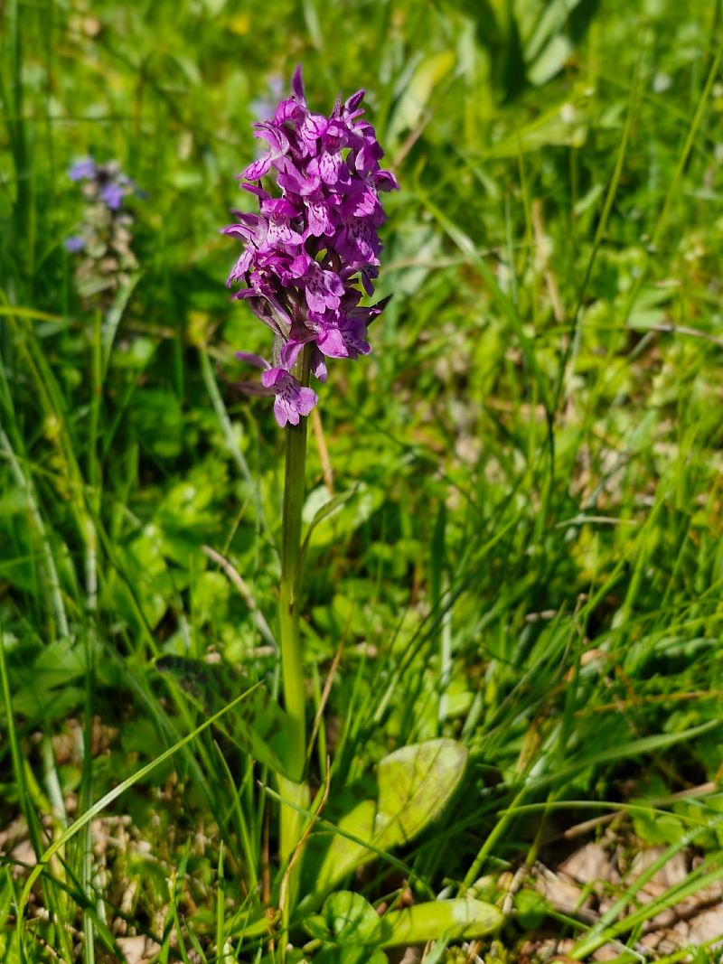 Dactylorhiza alpestris  - Laurent Bignon