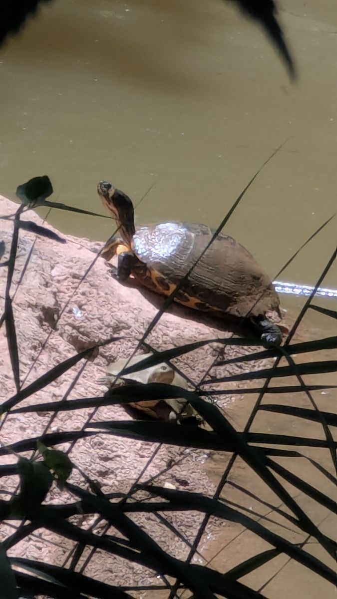 Tortuga d'aigua americana (T.s.scripta)  - Agents Rurals Alta Ribagorça