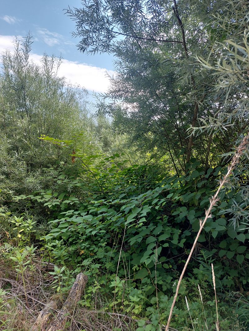Fallopia japonica  - Andrea Desio (FVG)