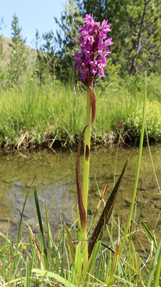 Dactylorhiza incarnata var. hyphaematodes  - Gerard Guillouard