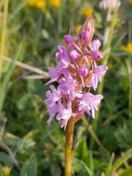 Gymnadenia conopsea  - Florian Olivier
