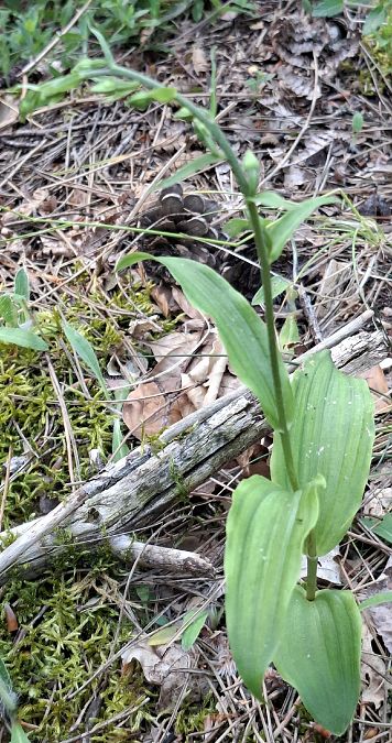 Epipactis muelleri 