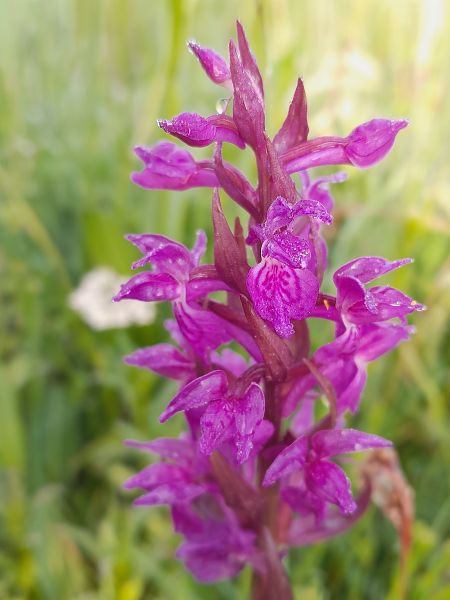 Dactylorhiza maculata  - Florian Olivier