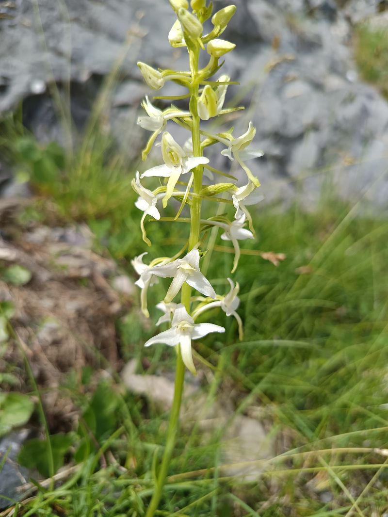 Platanthera bifolia  - Antoni Sunyer