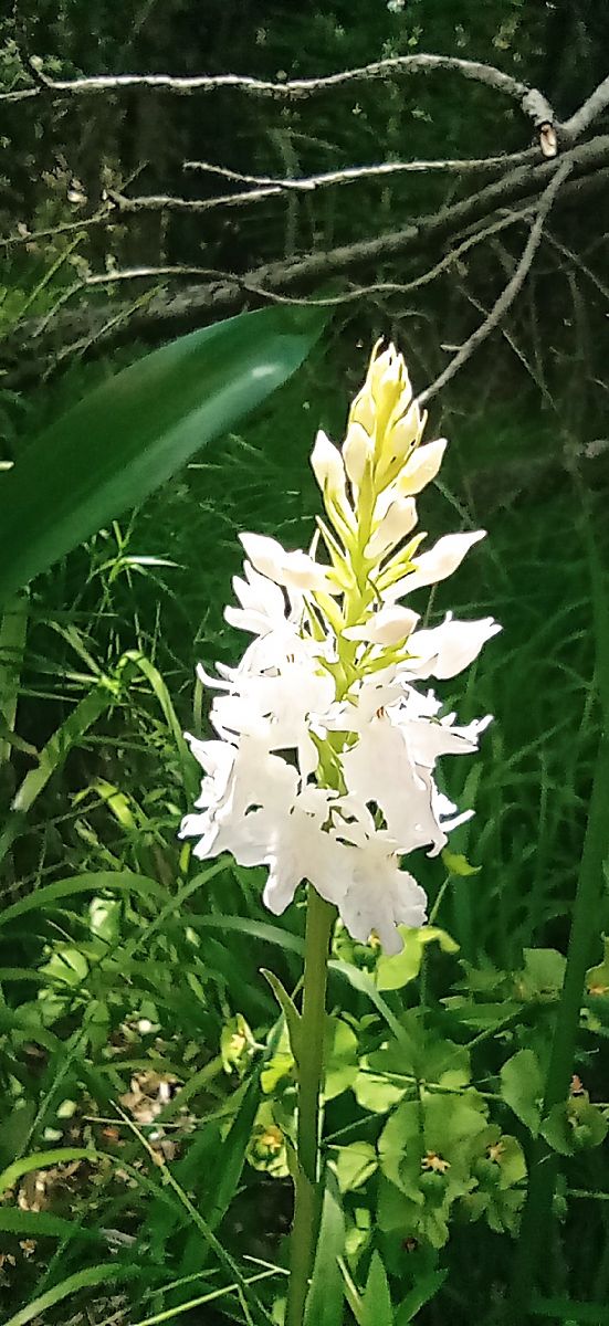 Dactylorhiza fuchsii  - Bruno Veillet