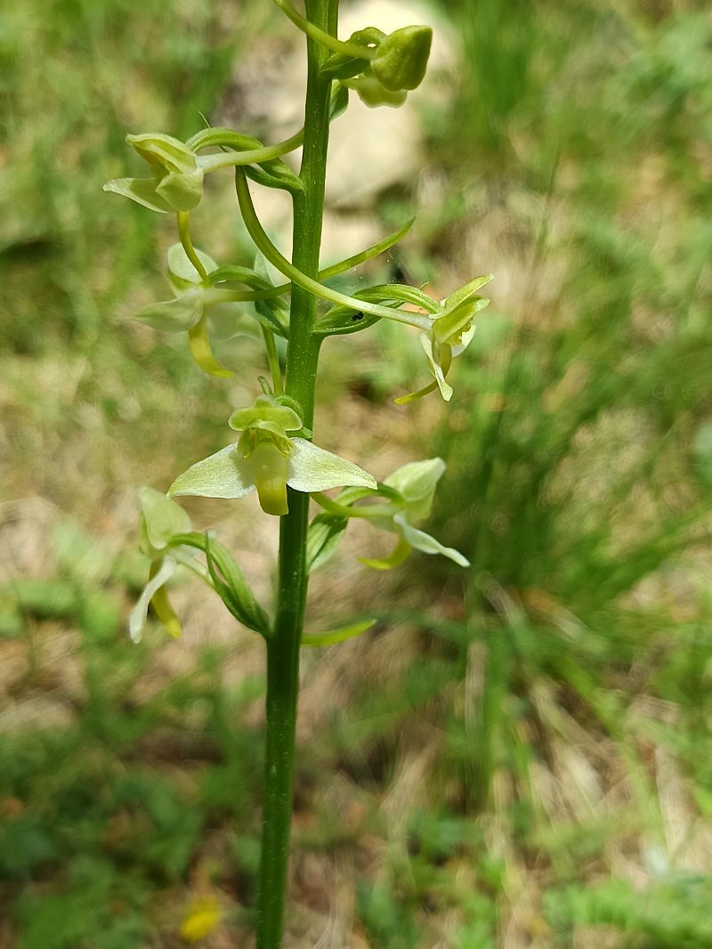 Platanthera chlorantha  - Antoni Sunyer