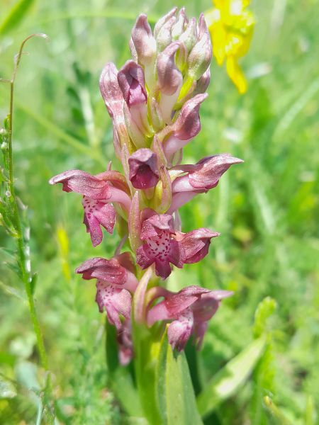 Anacamptis coriophora subsp. martrinii  - Florian Olivier