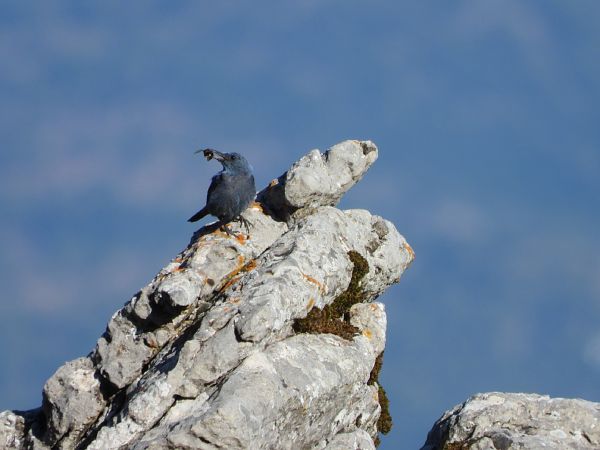 Passero solitario  - Cosimo Gabbani