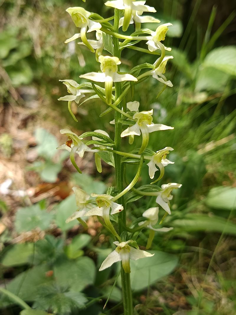 Platanthera chlorantha  - Antoni Sunyer